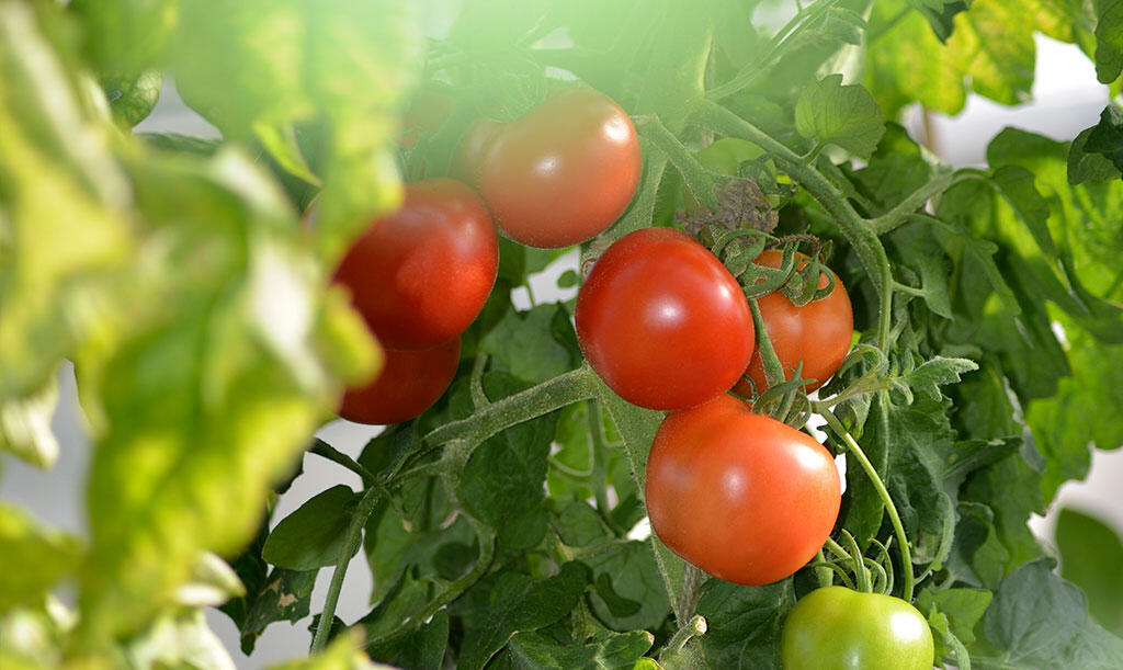 Dyrk tomater I Dyrkningsguide - Nelson Garden | Garden