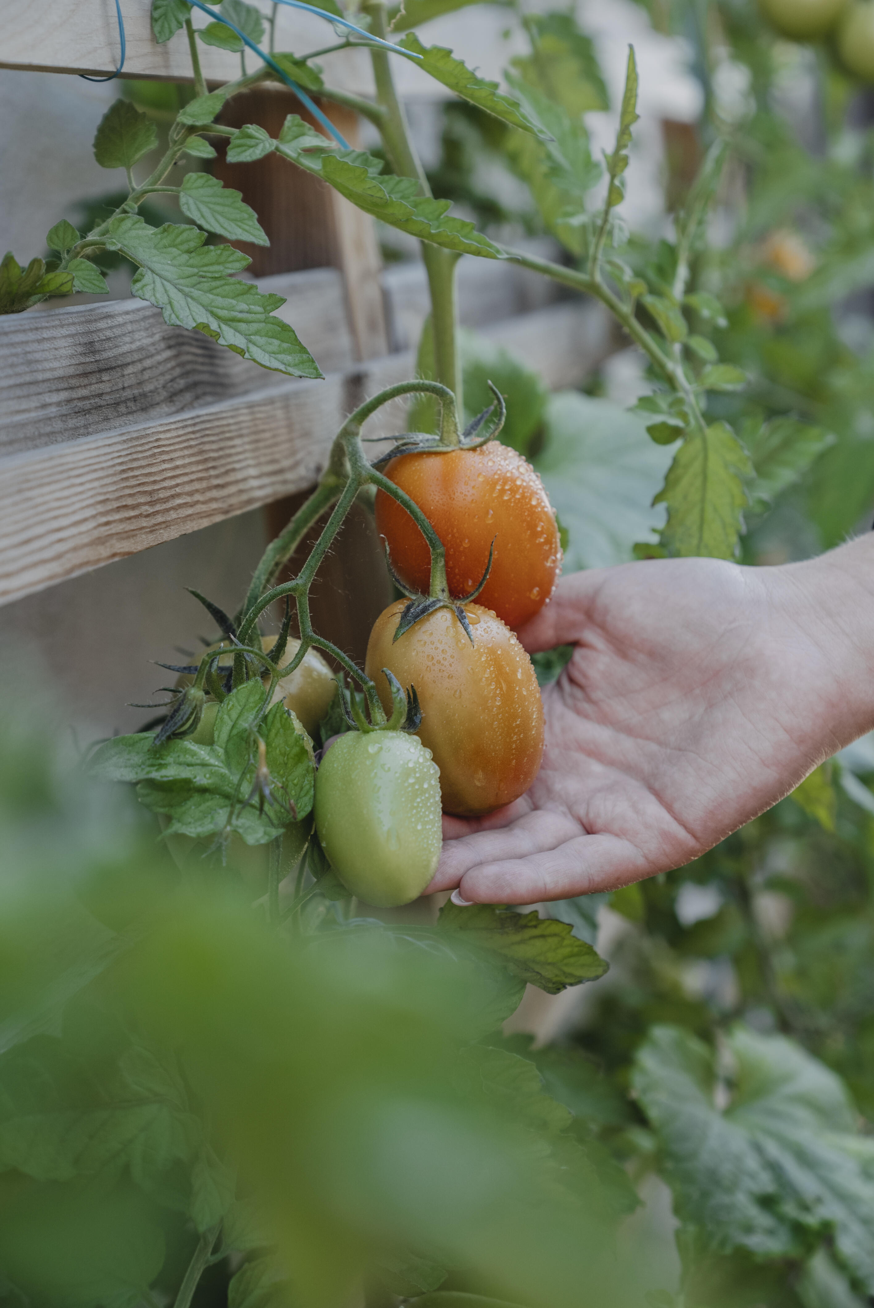 Dyrke tomater | Nelson